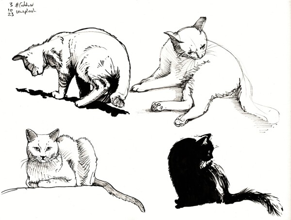 Four drawings of cats in various poses standing, sitting and lying down, done in black ink.