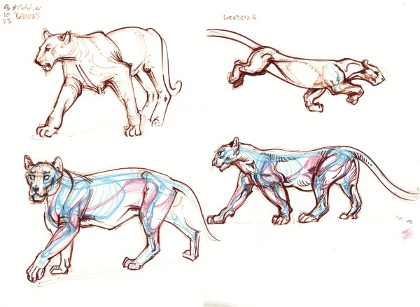 Four studies of large cats done in brown ink, two on the left based on drawings of Gottfried Bammes, the two on the right based on drawings by Claire Wendling.  The lower row of drawings has again some rough indications of anatomical structure drawn over in blue and pink colored pencil.