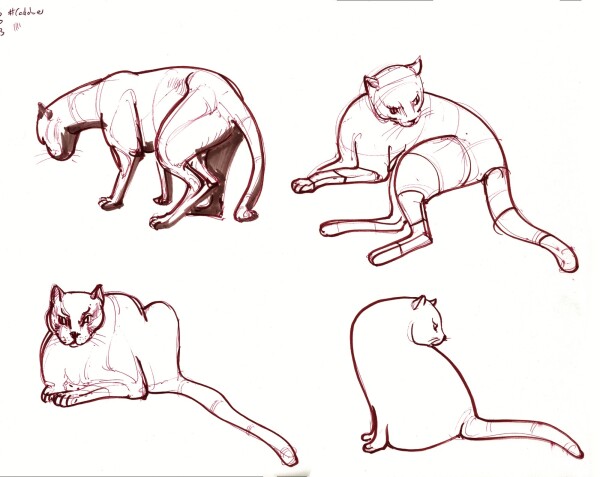 four sketches of cats done in brown ink, drawn half from imagination half from reference by taking yesterday's skeleton studies and trying to rebuild the whole cats on top of them