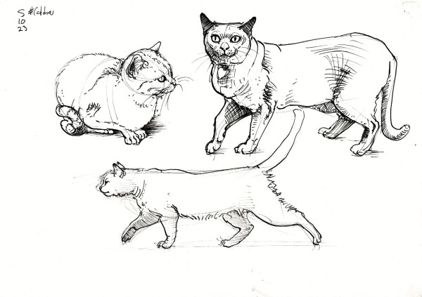 a page with 3 drawings of cats done in black fountain pen from reference 