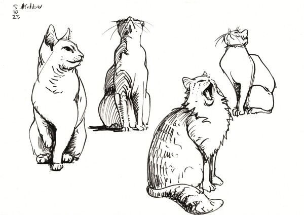 a page with four sketches of different cats sitting on their hind legs, done in black felt tip pen