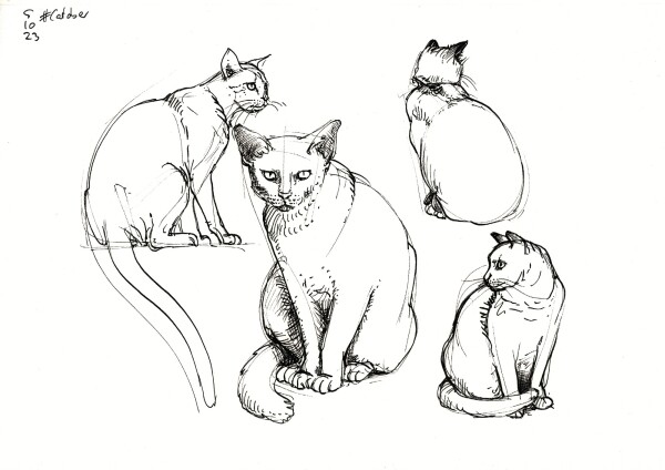 a page with four sketches of different cats sitting on their hind legs, done in black fountain pen