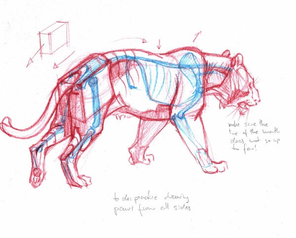 A constructive drawing in red and blue colored pencil of a tiger seen in 3/4 view from the side and slightly behind, with the blue used to sketch in some basic parts of the skeleton. Some text notes in pencil on the bottom and the right of the tiger. 