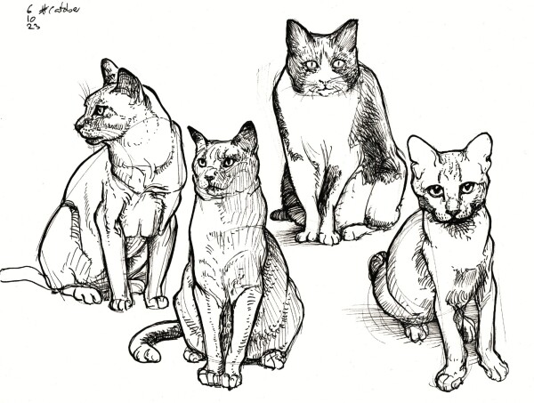 Four drawings of cats sitting on their hind legs in black ink.