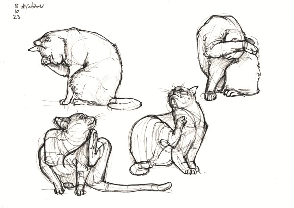 four drawings of cats washing themselves in various poses, done in black ink