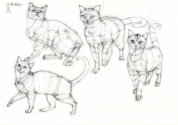 a page with four constructive studies of walking and standing cats in black ballpoint