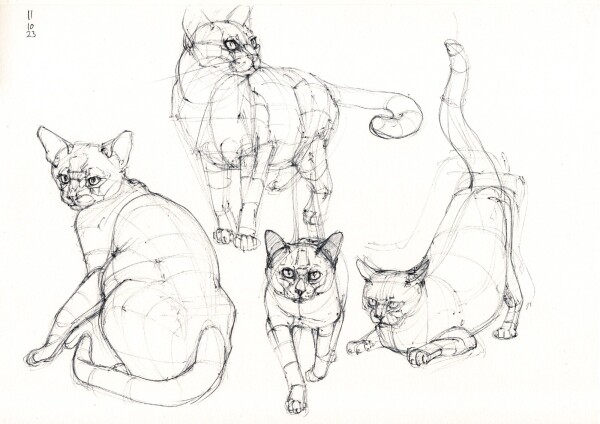 a page with four constructive studies of cats sitting, standing and crouching, in black ballpoint