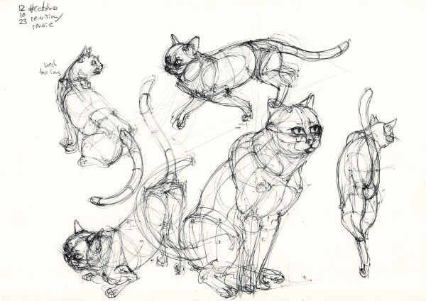 5 construction sketches of cats in various poses from imagination, done in black ballpoint 