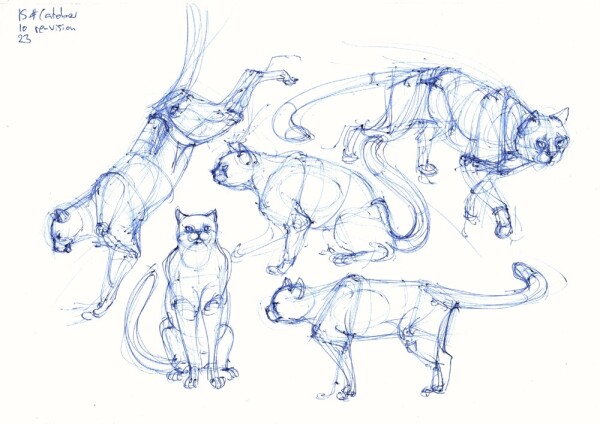 five sketches of cats in various poses, drawn from imagination in blue ballpoint pen