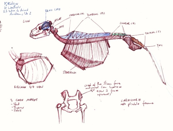 a study of the spine, skull, ribcage and pelvis of a feline in profile, done following along with Joe Weatherly's class, plus a smaller callout of a ribcage in 3/4 view and separate view of a pelvis from the back, all done in dark red gel pen