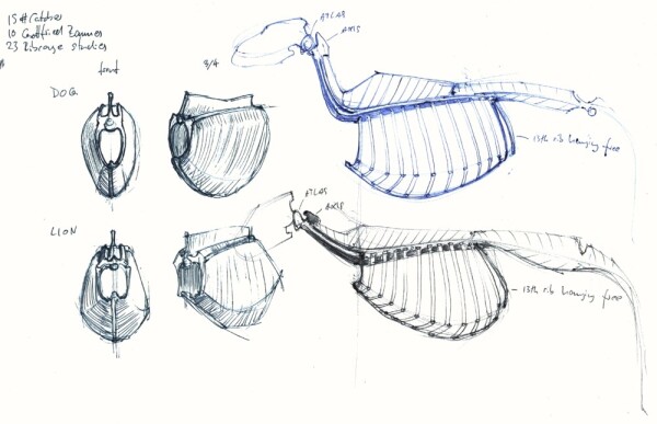 two rows of studies of ribcages, the first row that of a dog, first seen from the front, then 3/4 view, then in profile as attached to the spine. Second row the same sequence only with the ribcage of a cat. These were done after books by Gottfried Bammes.