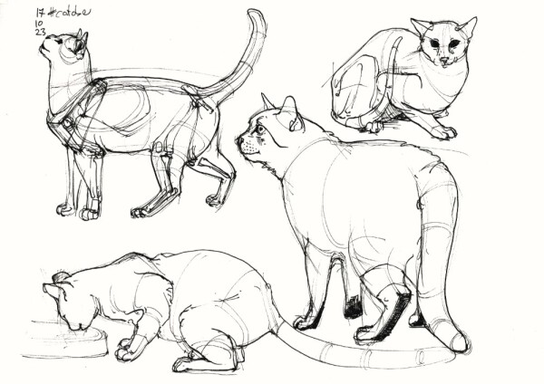 four sketches of standing and crouching cats done in black fountain pen. one of them, of a standing cat, in the upper left corner of the sheet, has a rough approximation of its skeleton inscribed