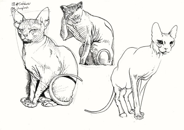 three drawings of hairless sphynx cats sitting and standing, done in black fountain pen, with various degrees of hatching, from none to rather detailed stipling