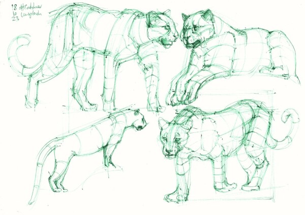 four structural studies of large cats done in green ballpoint