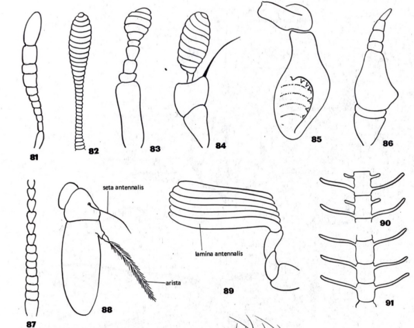 Clear line drawing of insect antennae of various types numbered for reference. via: https://www.tumblr.com/sugarcoatedcricket/684918023428112384/saturniidays-ovenroastedtwerkey-saturniidays 