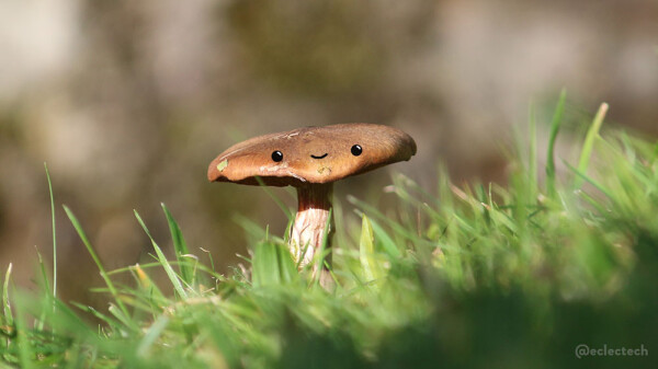 A solitary wild mushroom pokes up from some soft focus grass in the foreground. The sun is shining and it has a smiling face drawn on. A very soft focus stone wall fills the background.