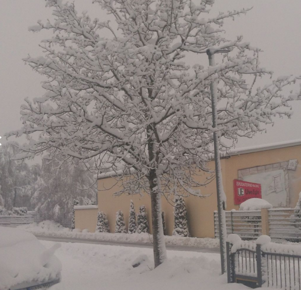 Verschneiter Baum mit Gewerbegebäude im Hintergrund