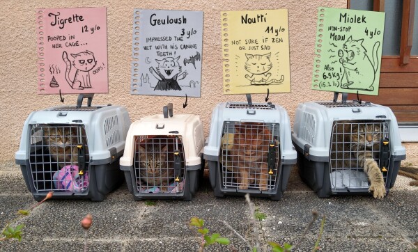 A photo of 4 cats in their transport cage. Above them, label are pasted with humoristic cartoon drawing and this notes:
- Tigrette 12 years old, pooped in her cage.
- Geuloush 3 years old, impressed the vet with his canine teeth.
- Noutti 11 years old, Not sure if zen or just sad.
- Miolek 4 years old, Non-stop meow, also 6.9Kg (15.2lb).