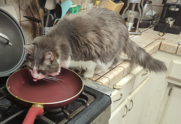 A large grey cat with a  white underside, standing on a tile kitchen counter, licking at a 10 inch (~25cm) red pan on a gas stove. There's a bunch of kitchen clutter in the background.