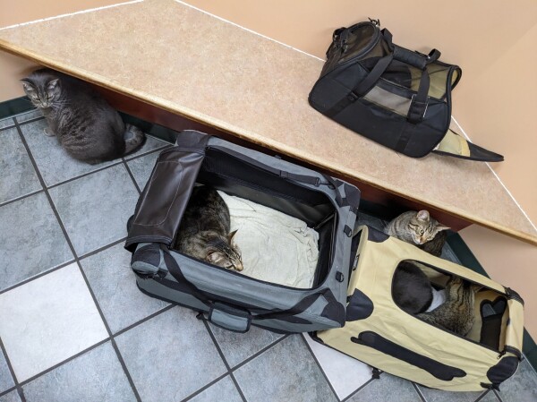 A photo taken from the vet's office of three open cat carriers. Two of them are big enough to hold more than one cat, and in fact the left one has one cat and the right one has two cats. The other two cats are sitting on the floor next to the cat carriers.