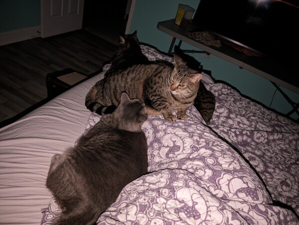 A photo from this morning showing my perspective as I woke up. Three tabby cats are all up against my legs pinning me in, with a fourth very large tabby on top of my legs to hold me down.