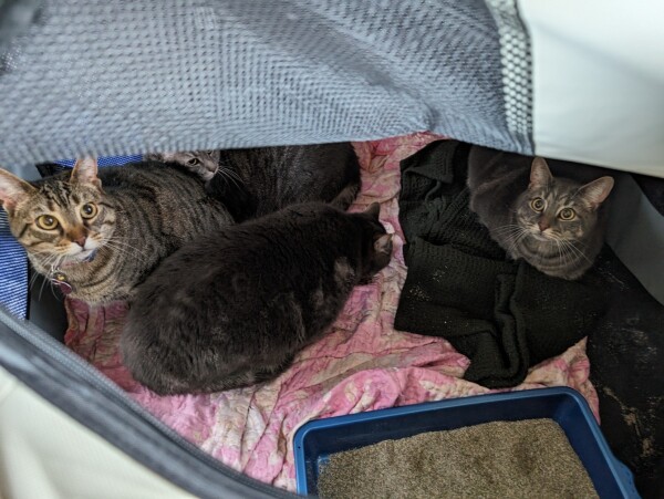 A view looking down into Cat Carrier #1 from the road trip with four tabby cats in it on a folded blanket. (Primrose, Lydia, Sumie, and Mina).