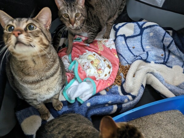 A view looking down into Cat Carrier #2 from the road trip with three tabby cats in it on a folded blanket. (Simon, Vincent, and Petunia).