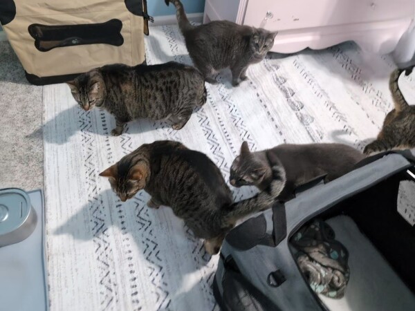 A photo of five tabby cats in view exploring their new room. Some smaller cat carriers are in the room that were used to shuttle them from the van to the car. They have a nice rug on the floor and a pink dresser behind them. I couldn't get a shot with all of them at once, partially because Primrose was hiding under the dresser.