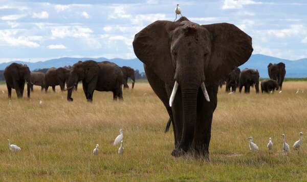 Bird perches on an elephant