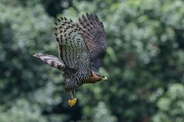 Ornate hawk-eagle