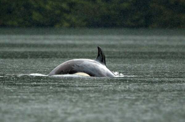 Orca calf