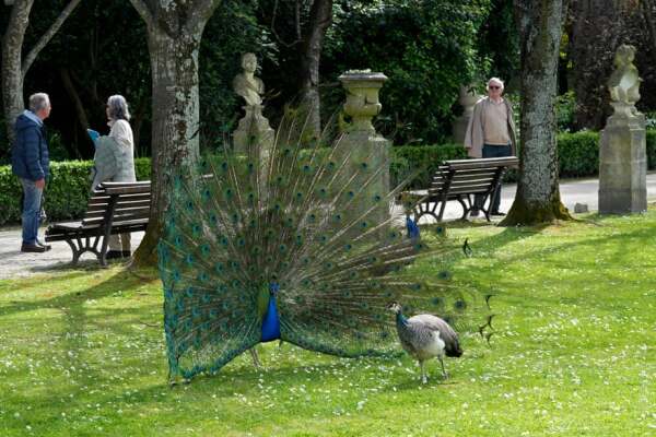 Peacock and peahen