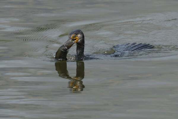 Great cormorant