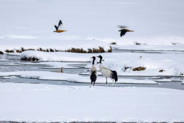 Black-necked cranes