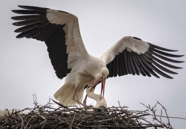 Storks