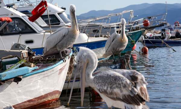 Crested pelicans