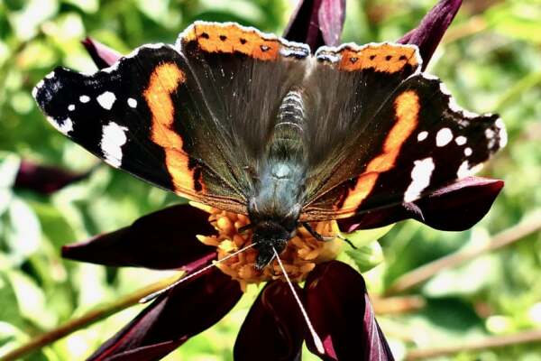 Red admiral butterfly