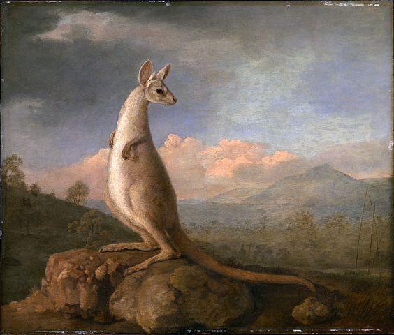 1772 Kangaroo