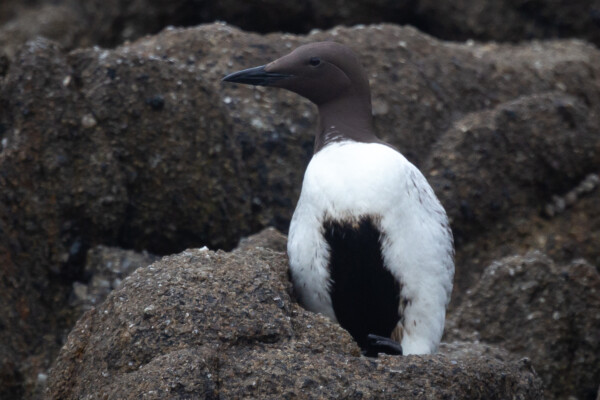 Common murre sits against gray rocks