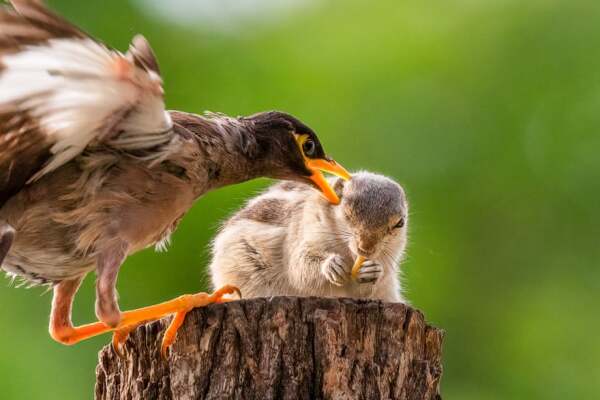 Myna and squirrel