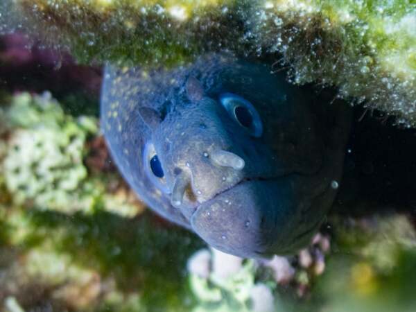 Moray eel