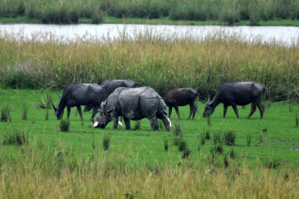 One-horned rhinoceros and buffaloes