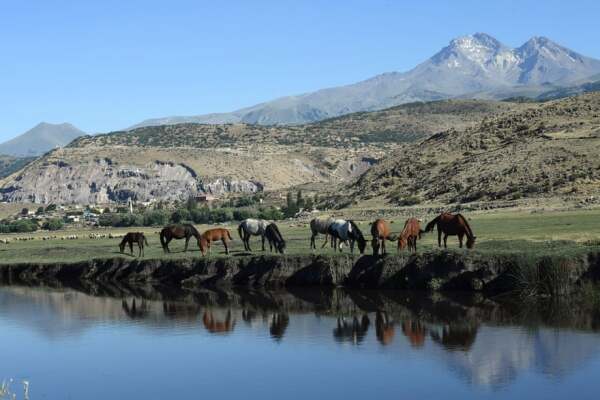 Herd of wild horses