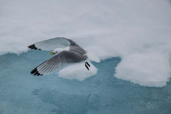 Black-legged kittiwake