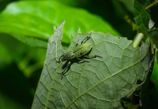 Green immigrant weevil