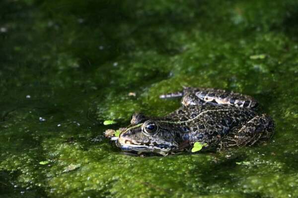 Common frog