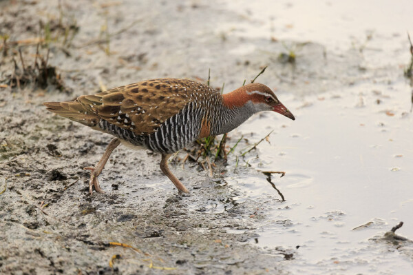 A very patterned bird with a pointy beak. It has brown scalloped wing feathers, It has black and white striped neck, chest and belly. russet back of neck, white brow and a russet beak. 