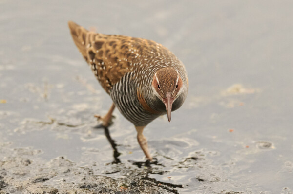 Head on shot of a Buff Banded Rail wading in shallow water. 