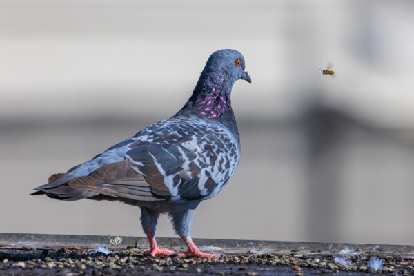 A checked pigeon stands at the edge of a flat roof. They're watching at a yellowjacket flying in their eyeline.