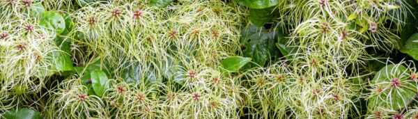 Fruits of Clematis vitalba (also known as old man's beard)